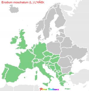 Erodium moschatum (L.) L'HÃ©r.